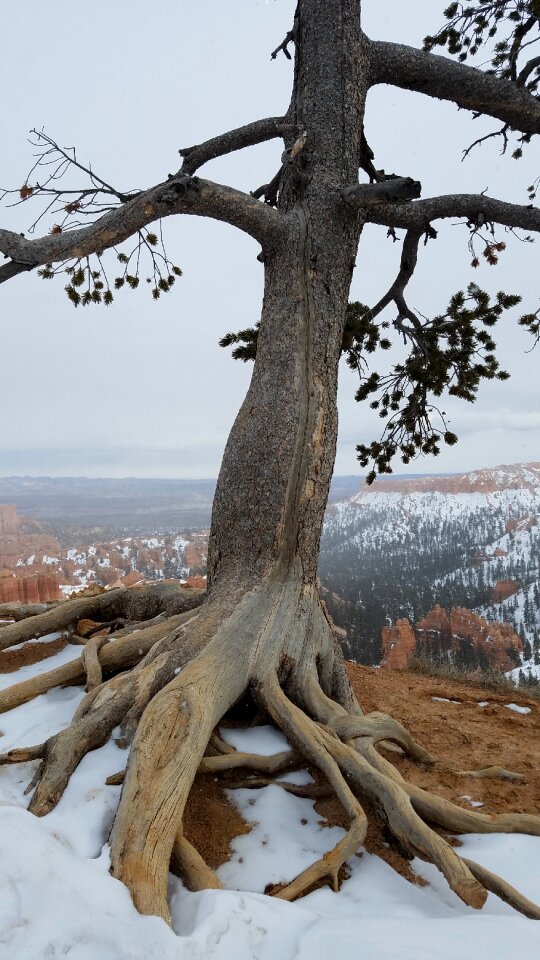 Hoodoos winter nature