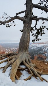 Hoodoos winter nature