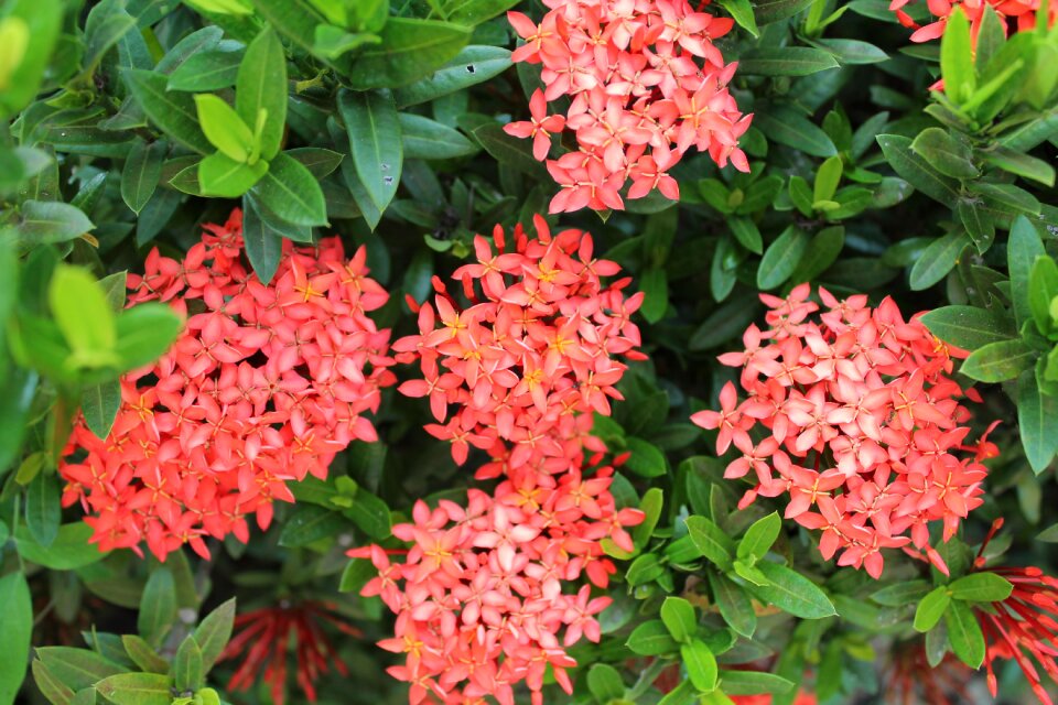 Flower plant grass