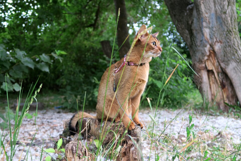 Abissintsykotyata abyssinian abyssinia