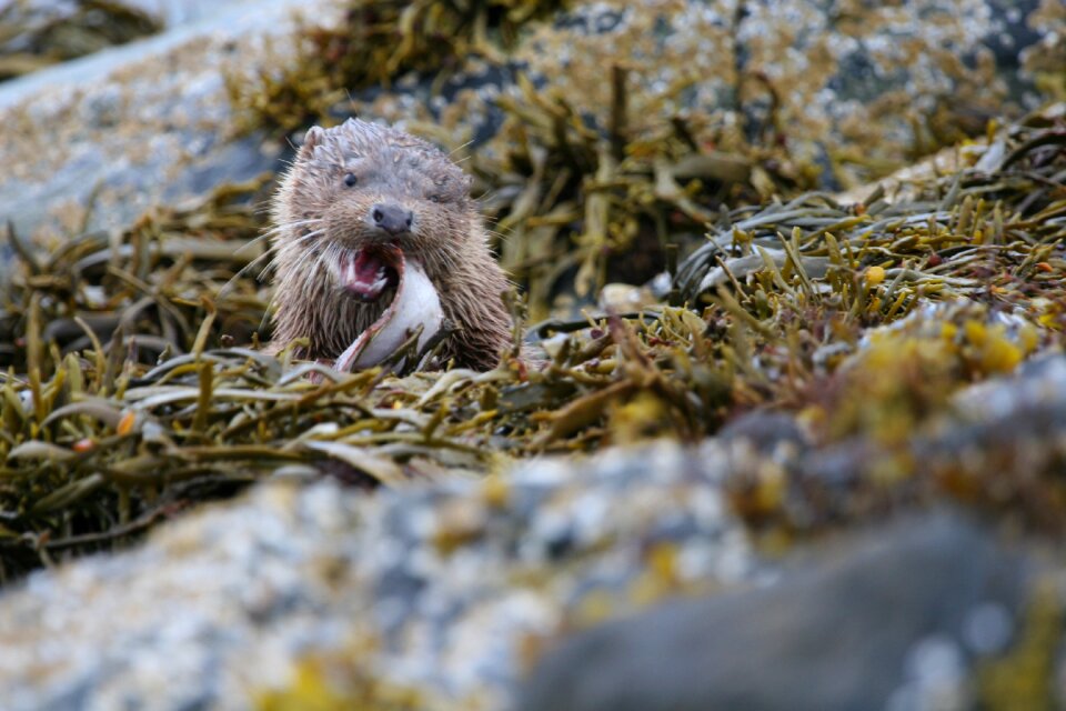 Otter eat outdoor