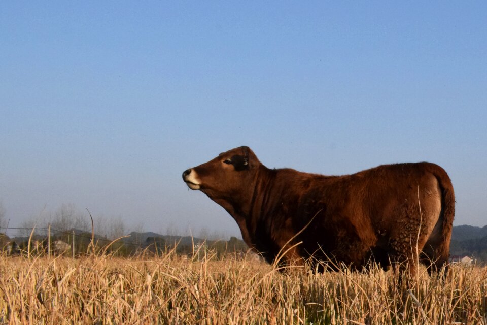 Ye tian country cow