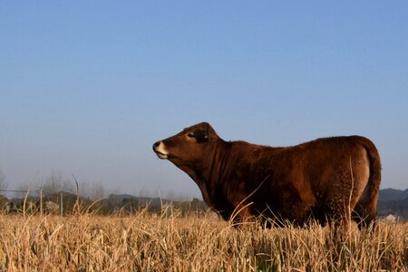Ye tian country cow