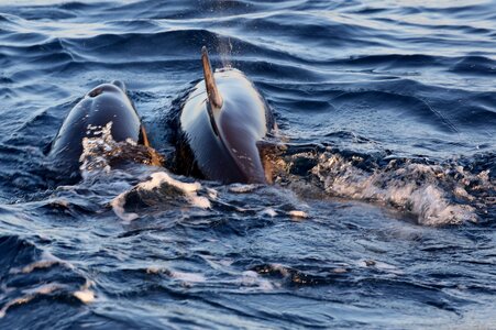 Dolphins in the mating water splash dolphin sea