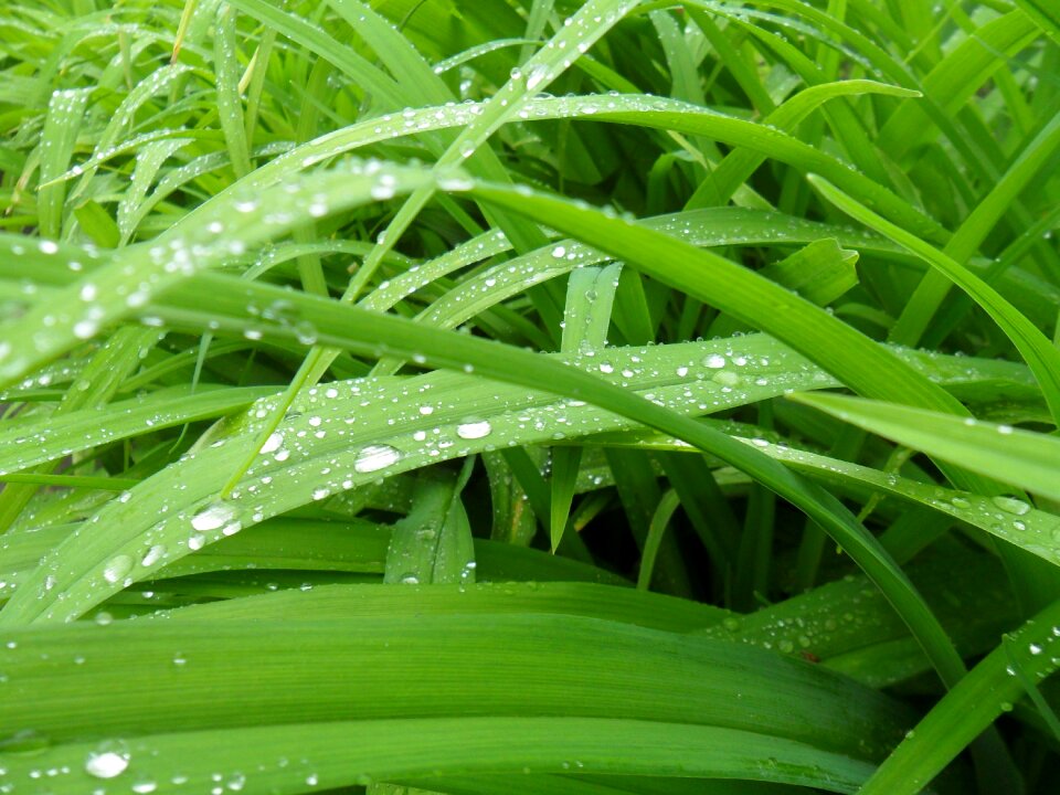 Grass living nature drops of water