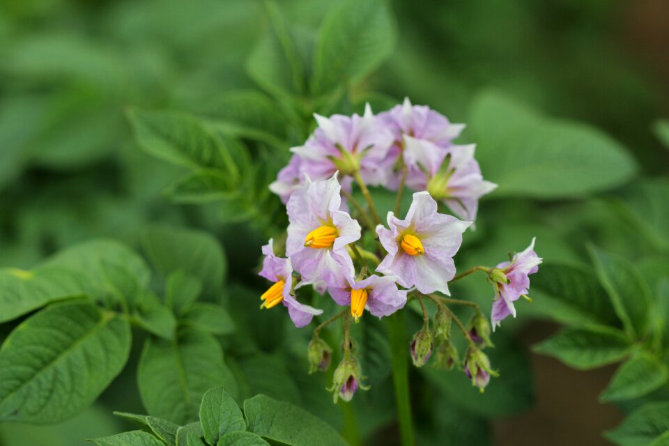 Flower plant yellow