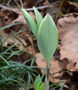 Sprout spring wild