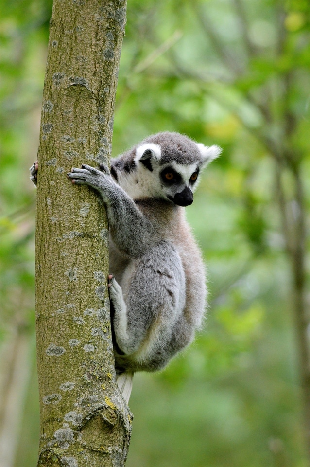 Animal wildlife wild