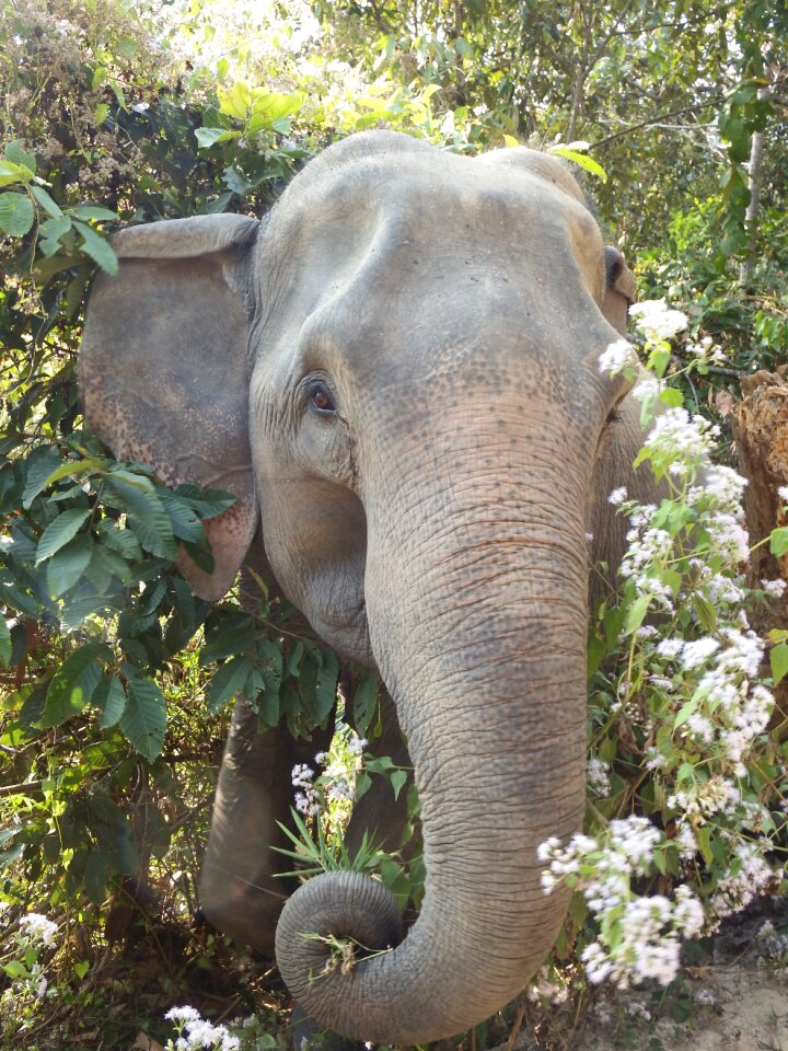 Head pachyderm wilderness