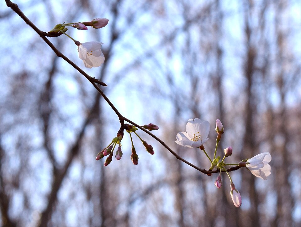 Delicate blossom bloom