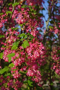 Red ribes sanguineum currants