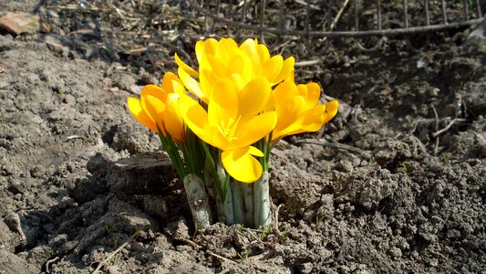 Spring kvity crocus