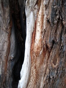 Rough weathered wood photo