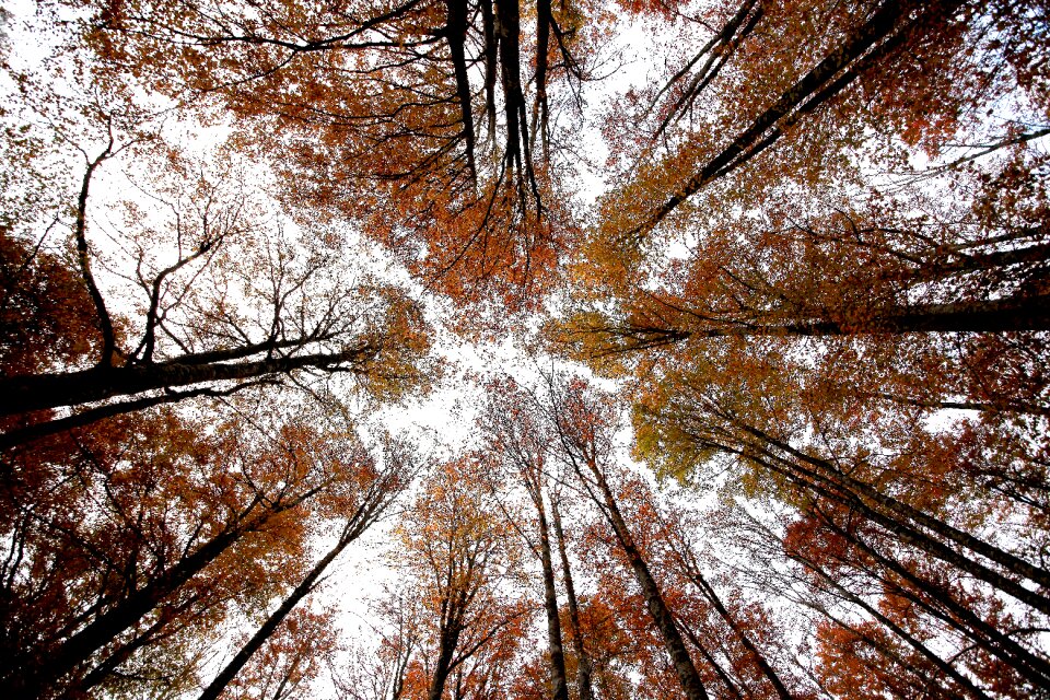 Branches contrast landscape