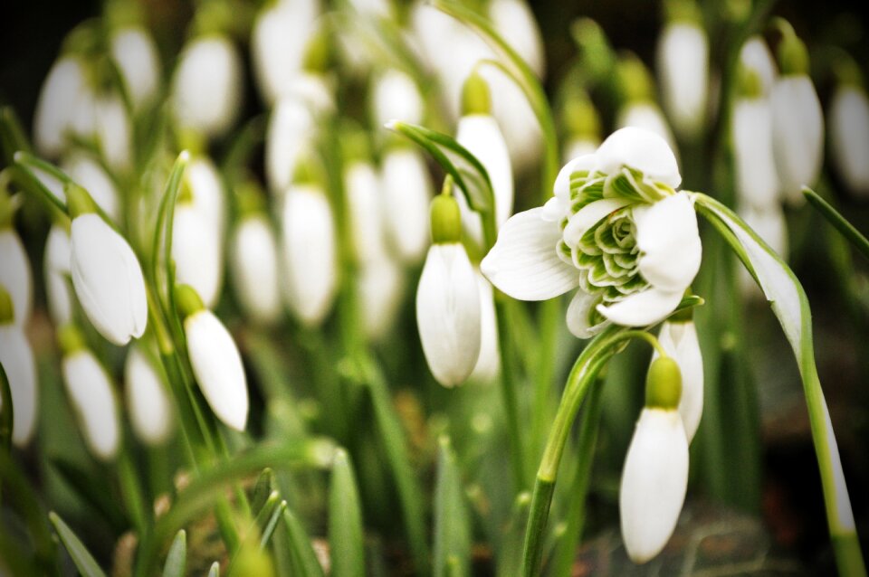 White flowers nature