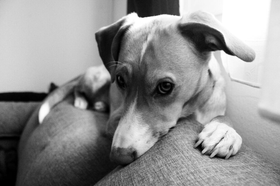 Dog lying on the couch gray couch photo