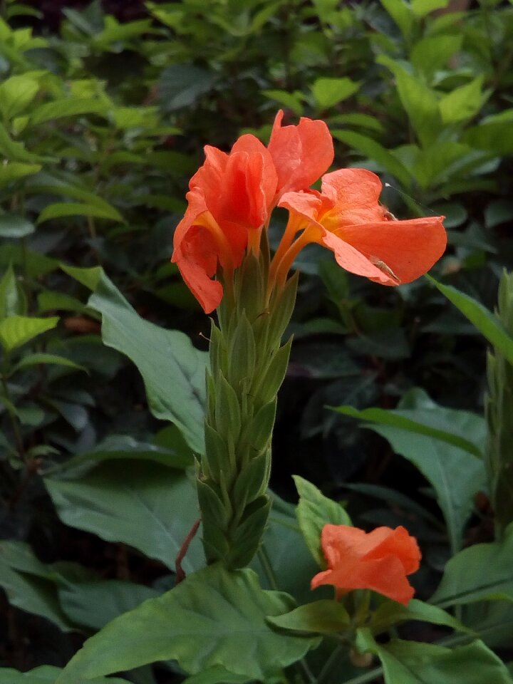 Orange flowers shrubs shrub autumn leaves