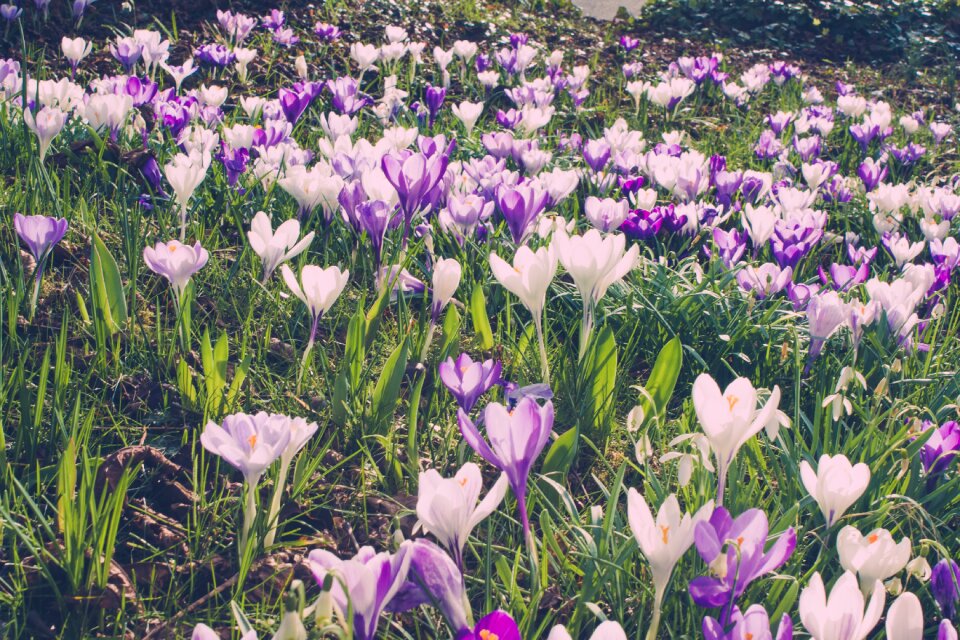 Nature season plant