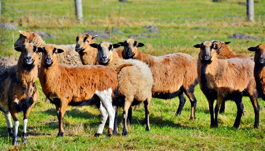 Livestock animal world sheep