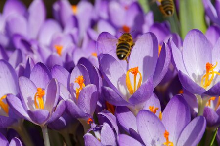 Bloom spring spring flower photo