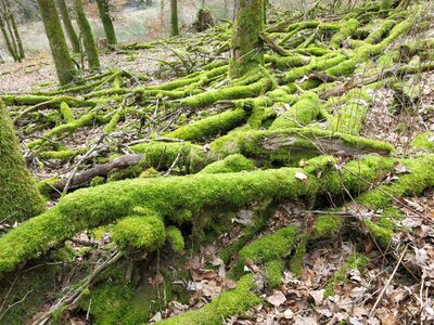 Moss branch forest