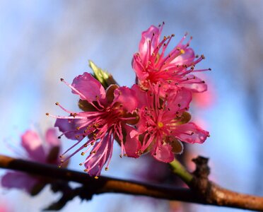 Flower bloom spring photo