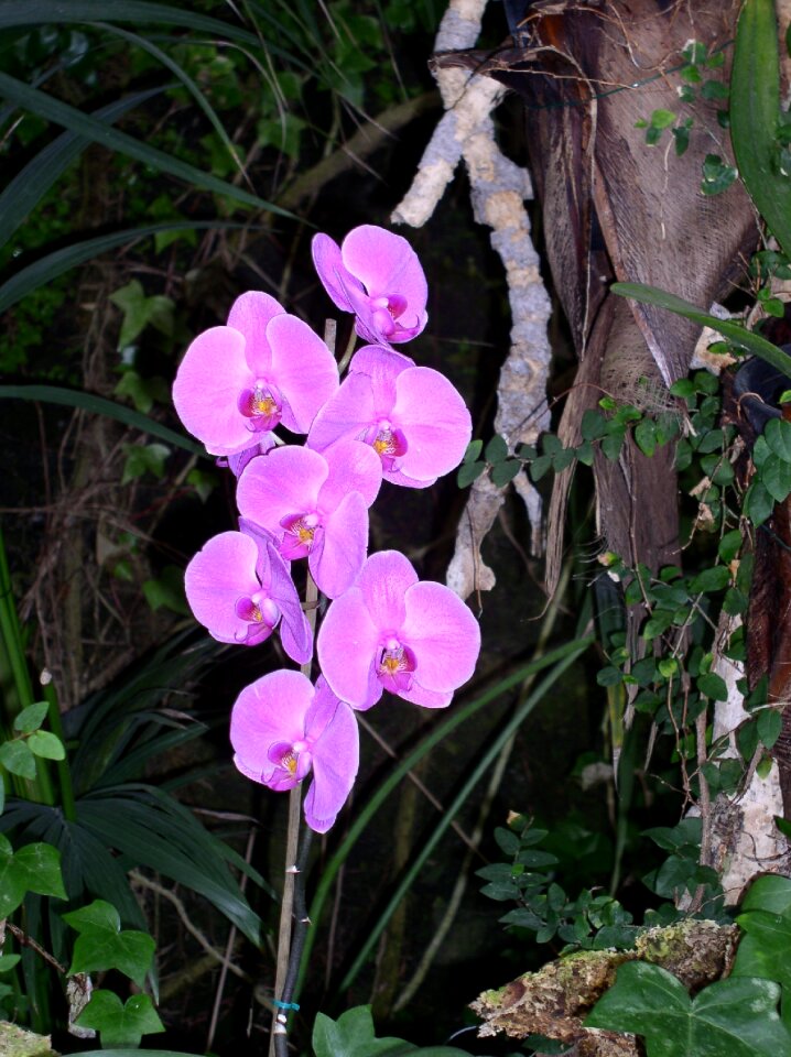 Blossom bloom plant