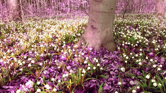 Frühlingsblüher spring forest floor photo