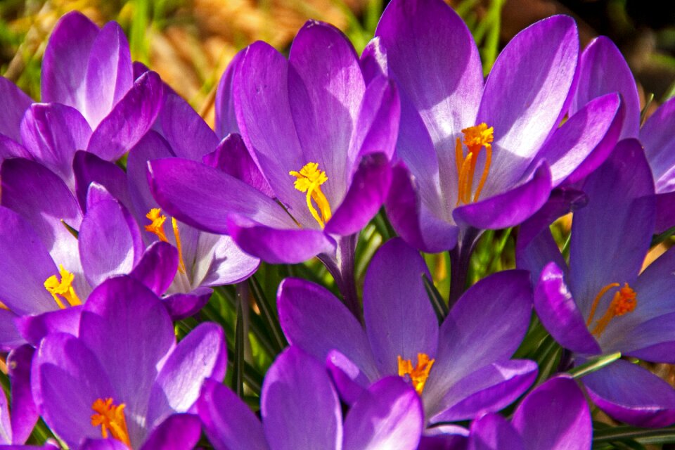 Bloom spring easter