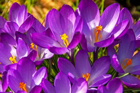 Bloom spring easter