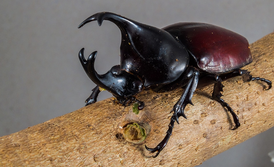 Tropical beetles rhinoceros beetle riesenkaefer