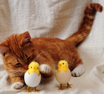 Egg chicken chick