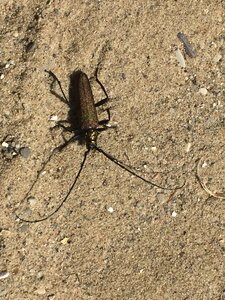 Beetle on the sand colleague photo