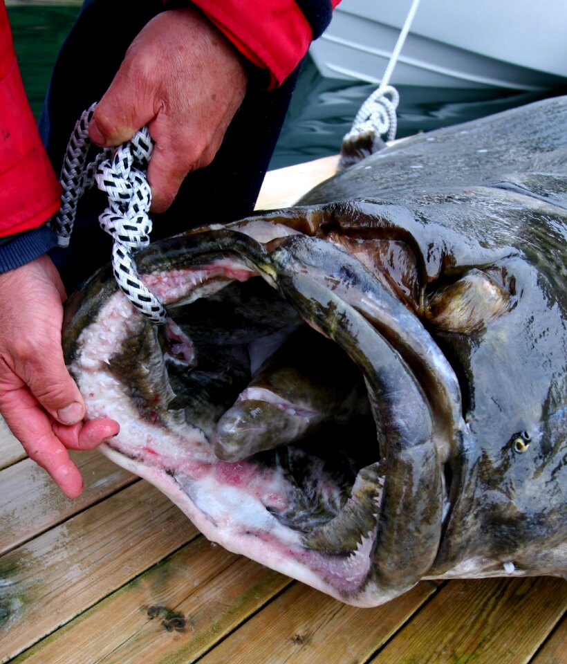North fish halibut 245 kg