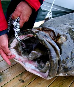 North fish halibut 245 kg