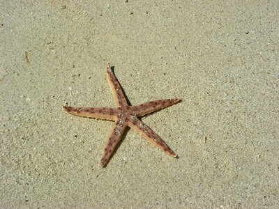 Beach sand photo