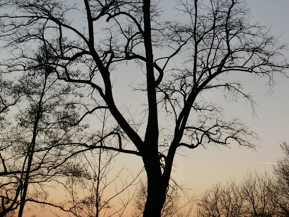 Silhouette branches aesthetic