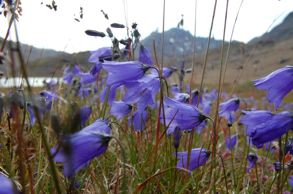 Bluebell greenland tasiilaq