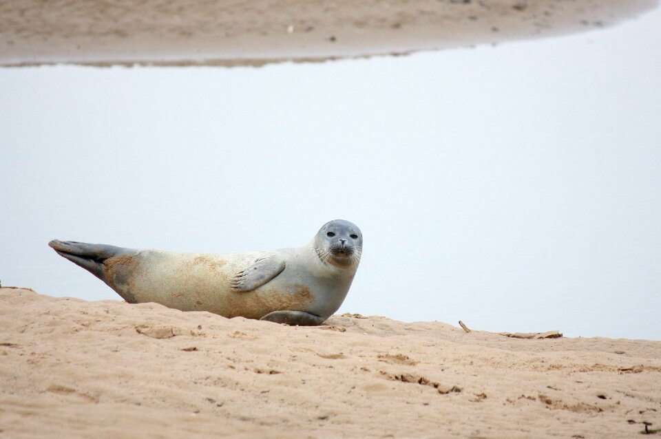 Sand ocean mammal