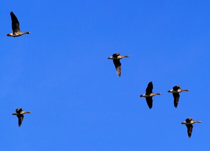 Animals feather wild geese photo