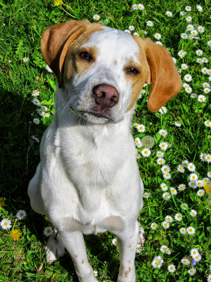 Attentive dog dog portrait sweet