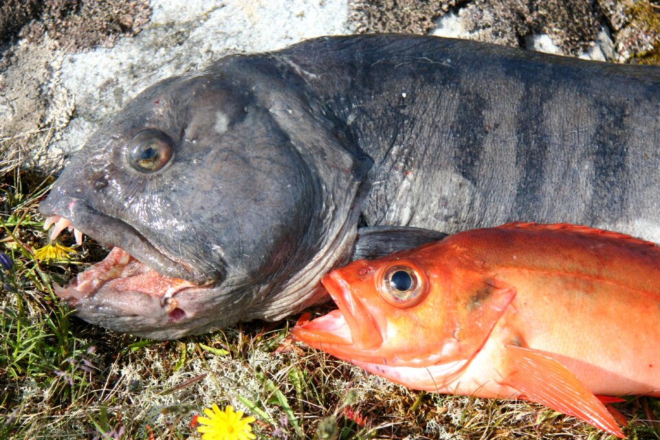 Fish loach and snapper fresh fish