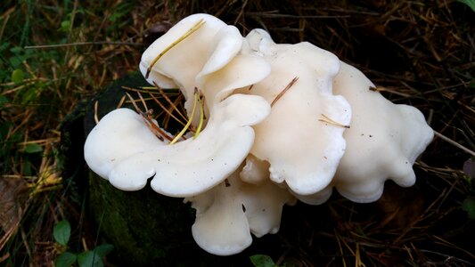 Autumn white nature