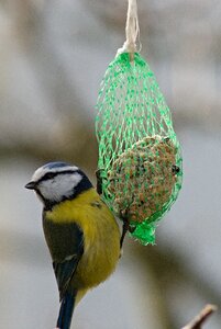 Tallow balls feeding bird
