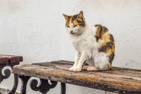 Animal sitting bench