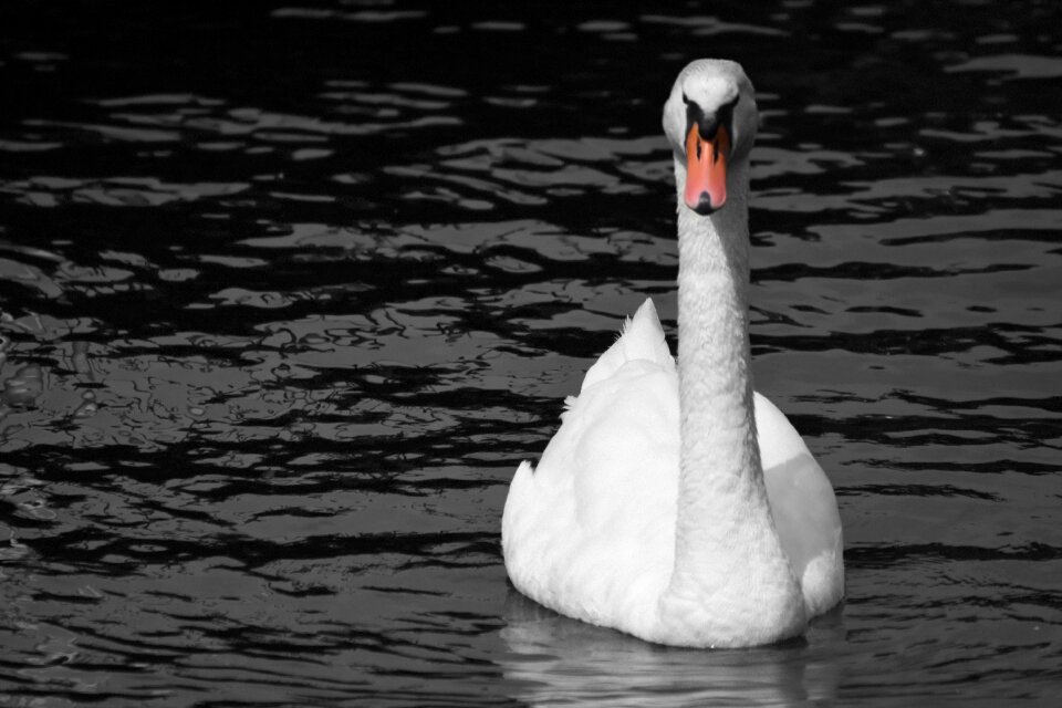 Water bird lake nature