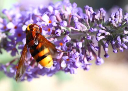 Honeybee pollen pollinate photo