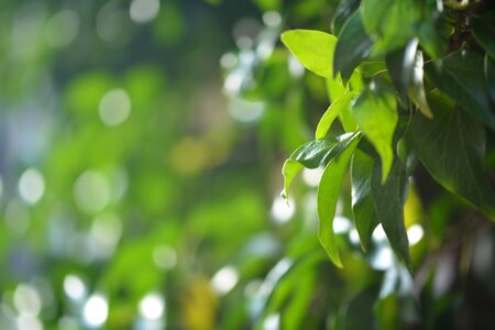 Green fouling nature