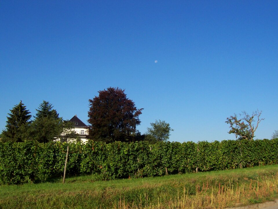 Vineyards heilbronn landscape