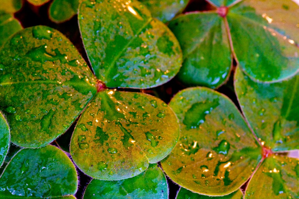 St paddy's day irish leaf